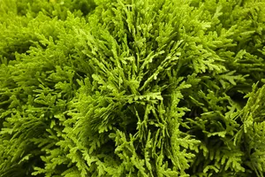 Thuja occ. 'Mirjam'? - 15-20 CM C2 - image 3