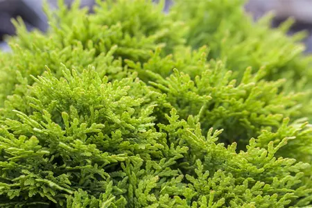 Thuja occ. 'Mirjam'? - 15-20 CM C2 - image 4