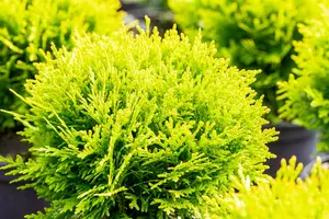 Thuja occ. 'Mirjam'? - 15-20 CM C2 - image 5
