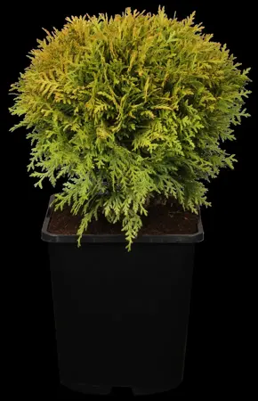 Thuja occ. 'Mirjam'? - 2 Ltr pot - image 2