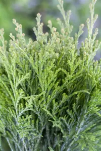 Thuja occ. 'Miss Frosty'