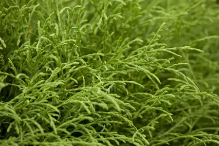 Thuja occ. 'Mr Bowling Ball' - P11