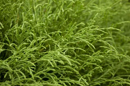 Thuja occ. 'Mr Bowling Ball' - 50-60 CM C7.5