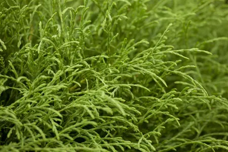 Thuja occ. 'Mr Bowling Ball' - 15-20 CM C2.5