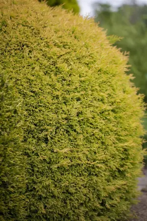 Thuja occ. 'Rheingold' - 2 Ltr pot - image 5