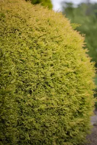 Thuja occ. 'Rheingold' - 2 Ltr pot - image 5