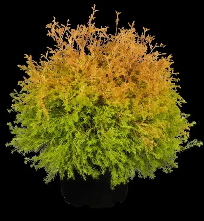 Thuja occ. 'Rheingold' - 2 Ltr pot - image 1
