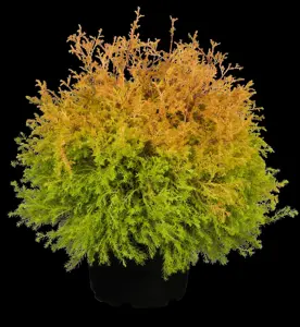 Thuja occ. 'Rheingold'