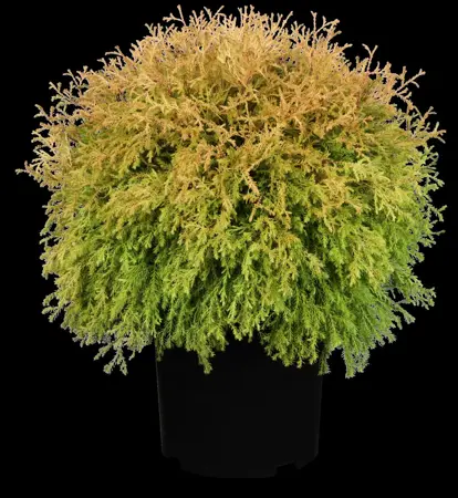 Thuja occ. 'Rheingold' - 2 Ltr pot - image 3