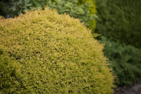 Thuja occ. 'Rheingold' - 2 Ltr pot - image 4