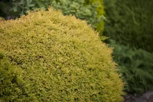 Thuja occ. 'Rheingold' - 2 Ltr pot - image 4