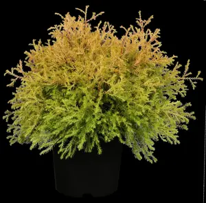 Thuja occ. 'Rheingold' - 2 Ltr pot - image 2