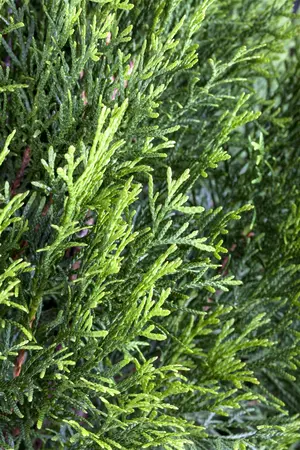 Thuja occ. 'Smaragd' - SOLITAIR 300-350 CM C30 - image 4