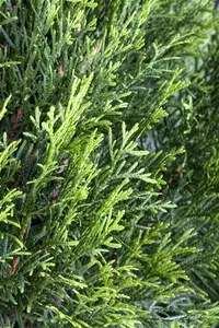 Thuja occ. 'Smaragd' - SOLITAIR 300-350 CM C30 - image 4