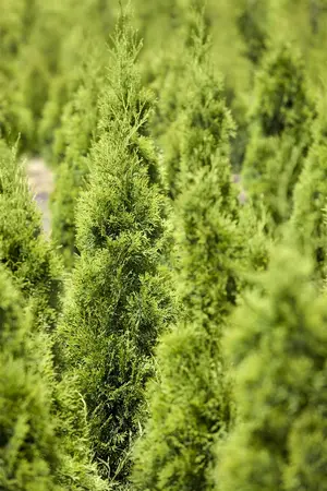 Thuja occ. 'Smaragd' - SOLITAIR 300-350 CM C30 - image 5