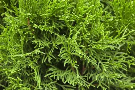 Thuja occ. 'Smaragd' - SOLITAIR 300-350 CM C30 - image 1