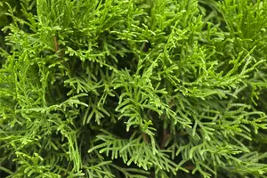 Thuja occ. 'Smaragd' - SOLITAIR 300-350 CM C30 - image 5