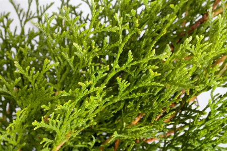 Thuja occ. 'Smaragd' - SOLITAIR 300-350 CM C30 - image 3