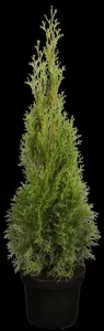 Thuja occ. 'Smaragd' - PLUG/CELGROWN 144 CEL TRAY - image 3