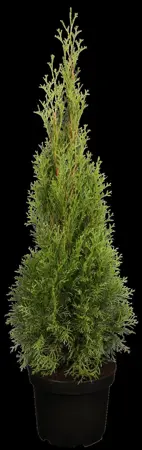 Thuja occ. 'Smaragd' - 325-350 CM RB - image 3