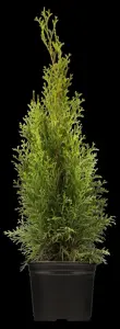 Thuja occ. 'Smaragd' - 80-100 CM C15 - image 5