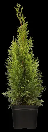 Thuja occ. 'Smaragd' - SOLITAIR 140-160 CM RB - image 5