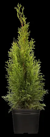 Thuja occ. 'Smaragd' - 60-80 CM C10 - image 5