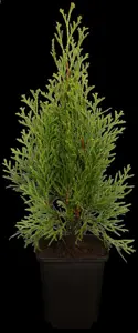 Thuja occ. 'Smaragd' - 250-300 CM RB - image 4