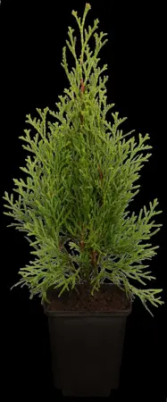 Thuja occ. 'Smaragd' - 350-375 CM RB - image 4