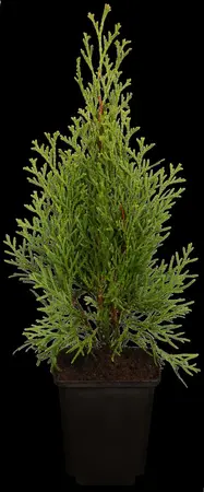 Thuja occ. 'Smaragd' - 60-80 CM C10 - image 4