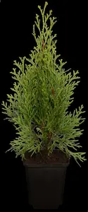 Thuja occ. 'Smaragd' - 60-80 CM C10 - image 4