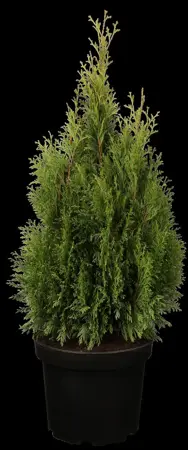 Thuja occ. 'Smaragd' - PLUG/CELGROWN 144 CEL TRAY - image 2