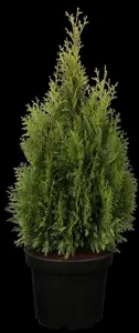 Thuja occ. 'Smaragd' - 350-400 CM RB - image 2