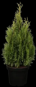 Thuja occ. 'Smaragd' - 60-80 CM C10 - image 2