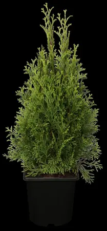 Thuja occ. 'Smaragd' - 80-100 CM C15 - image 1