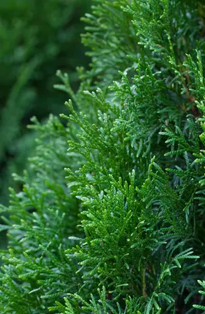 Thuja occ. 'Smaragd' - SOLITAIR 300-350 CM C30 - image 2