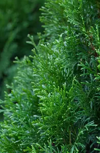 Thuja occ. 'Smaragd' - SOLITAIR 300-350 CM C30 - image 2