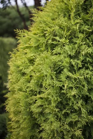 Thuja occ. 'Sunkist' - P9 - image 3