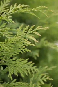 Thuja occ. 'Sunkist' - P9 - image 4