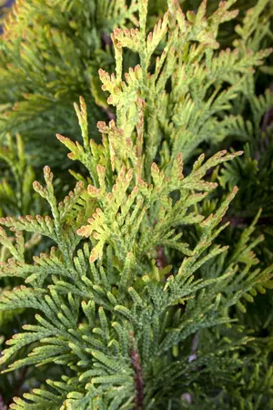 Thuja occ. 'Sunkist' - 175-200 CM RB - image 4