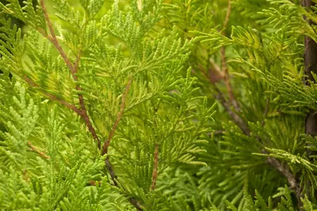 Thuja occ. 'Sunkist' - P9 - image 2