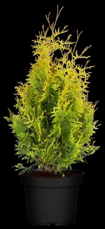 Thuja occ. 'Sunkist' - P9 - image 5