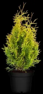 Thuja occ. 'Sunkist' - P9 - image 5