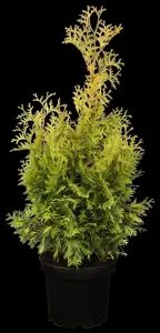 Thuja occ. 'Sunkist'