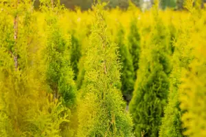 Thuja occ. 'Sunny Smaragd'?