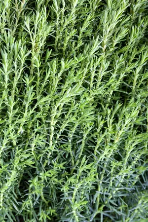 Thuja occ. 'Teddy' - 20-25 CM C3 - image 3