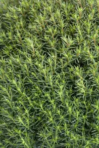 Thuja occ. 'Teddy' - 20-25 CM C3 - image 5