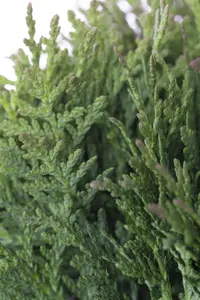 Thuja occ. 'Teddy' - LINERS 18 CEL TRAY P10,5 SIZE - image 1