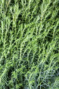 Thuja occ. 'Teddy' - LINERS 18 CEL TRAY P10,5 SIZE - image 3