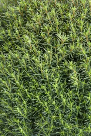 Thuja occ. 'Teddy' - LINERS 18 CEL TRAY P10,5 SIZE - image 5